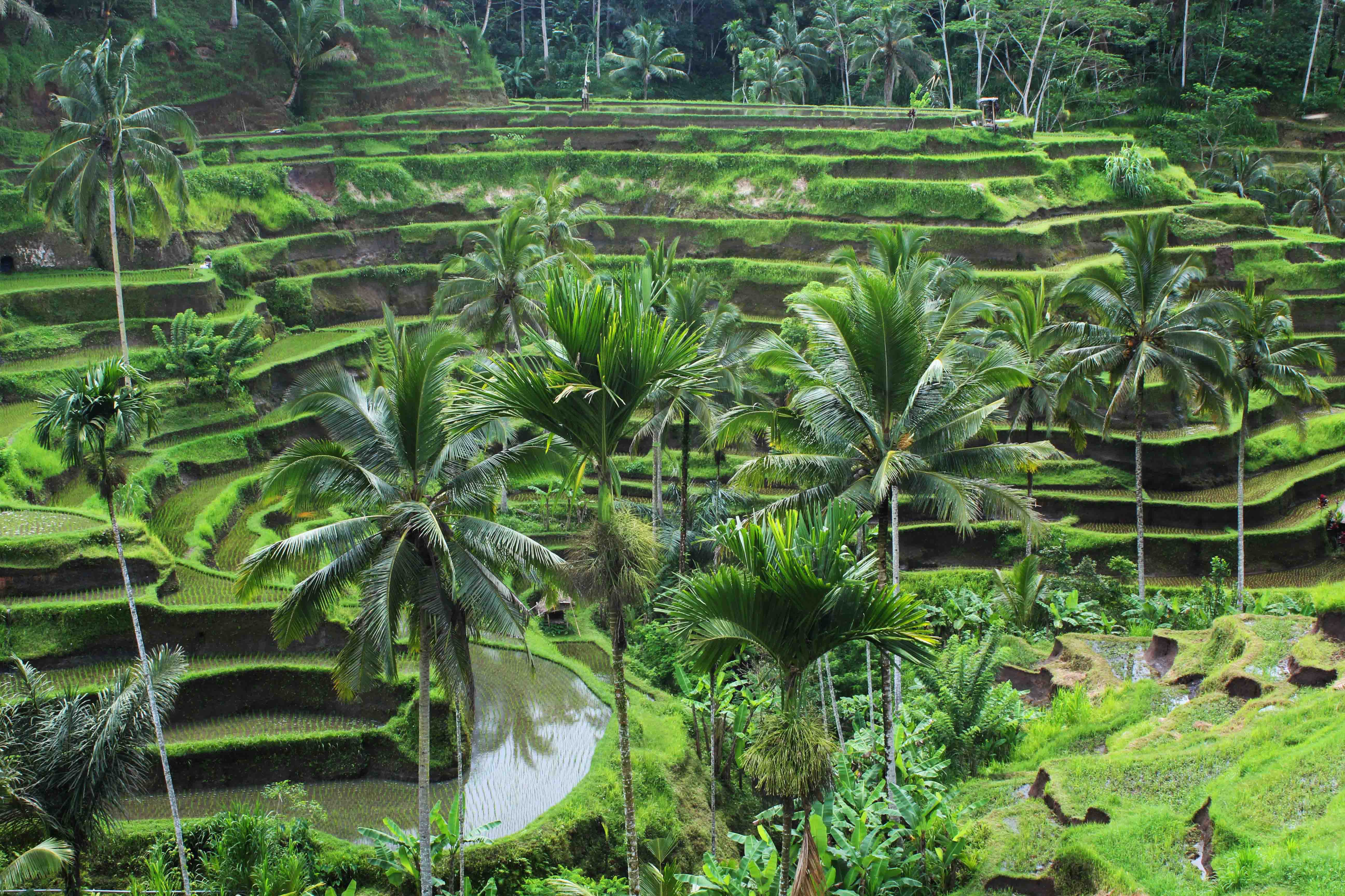  Ubud  Wallpapers  Images Photos Pictures Backgrounds