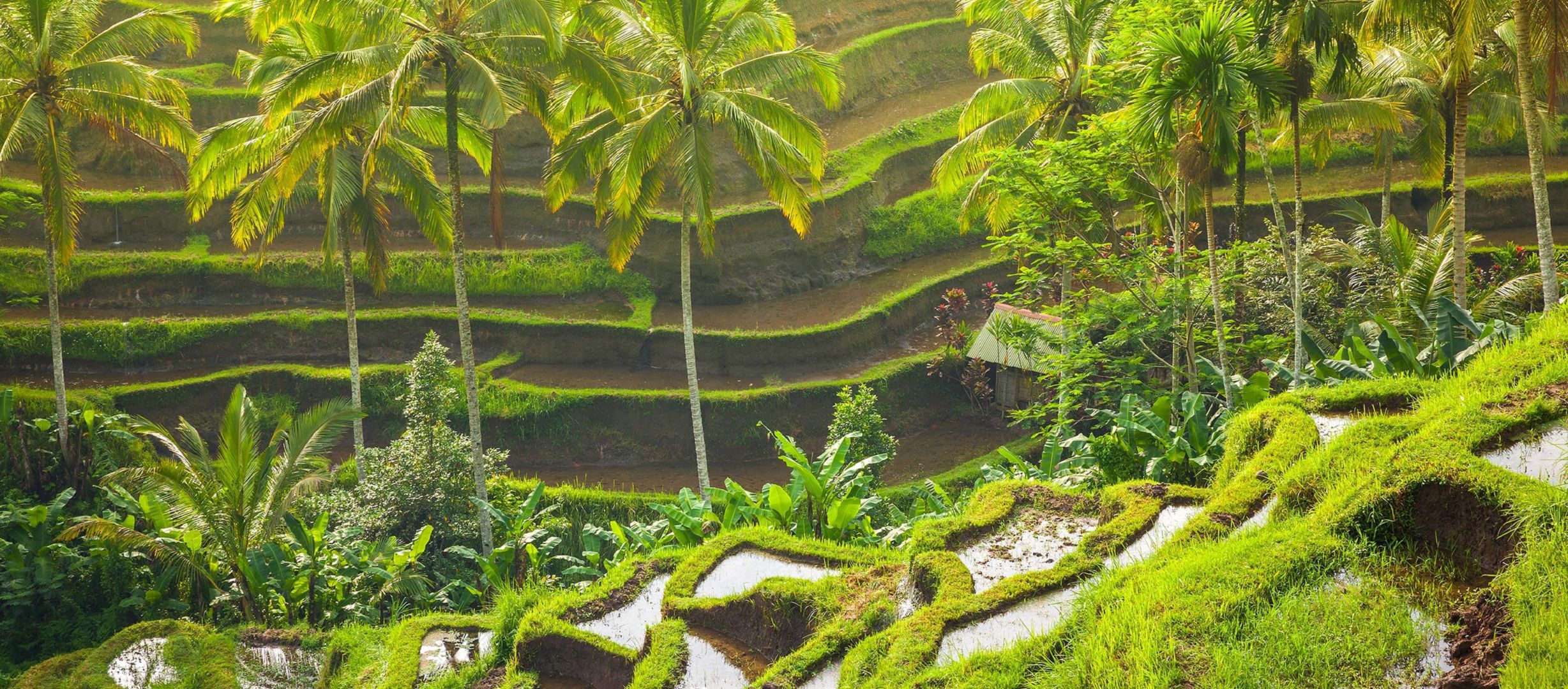 Ubud Wallpapers Images Photos Pictures Backgrounds