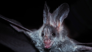 Vampire Bat High Definition Wallpapers