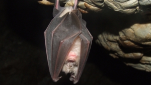 Vampire Bat Images