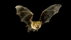 Vampire Bat Photos