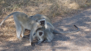 Vervet Monkey Images