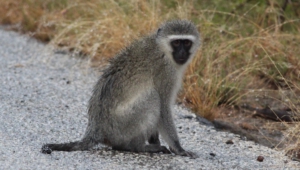 Vervet Monkey Photos