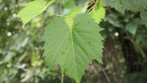 Vine Leaf Hd Background