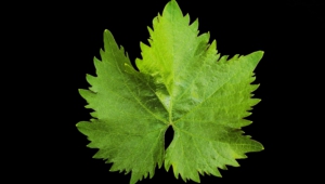 Vine Leaf Hd Desktop