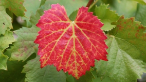 Vine Leaf High Definition Wallpapers