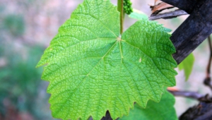Vine Leaf Images