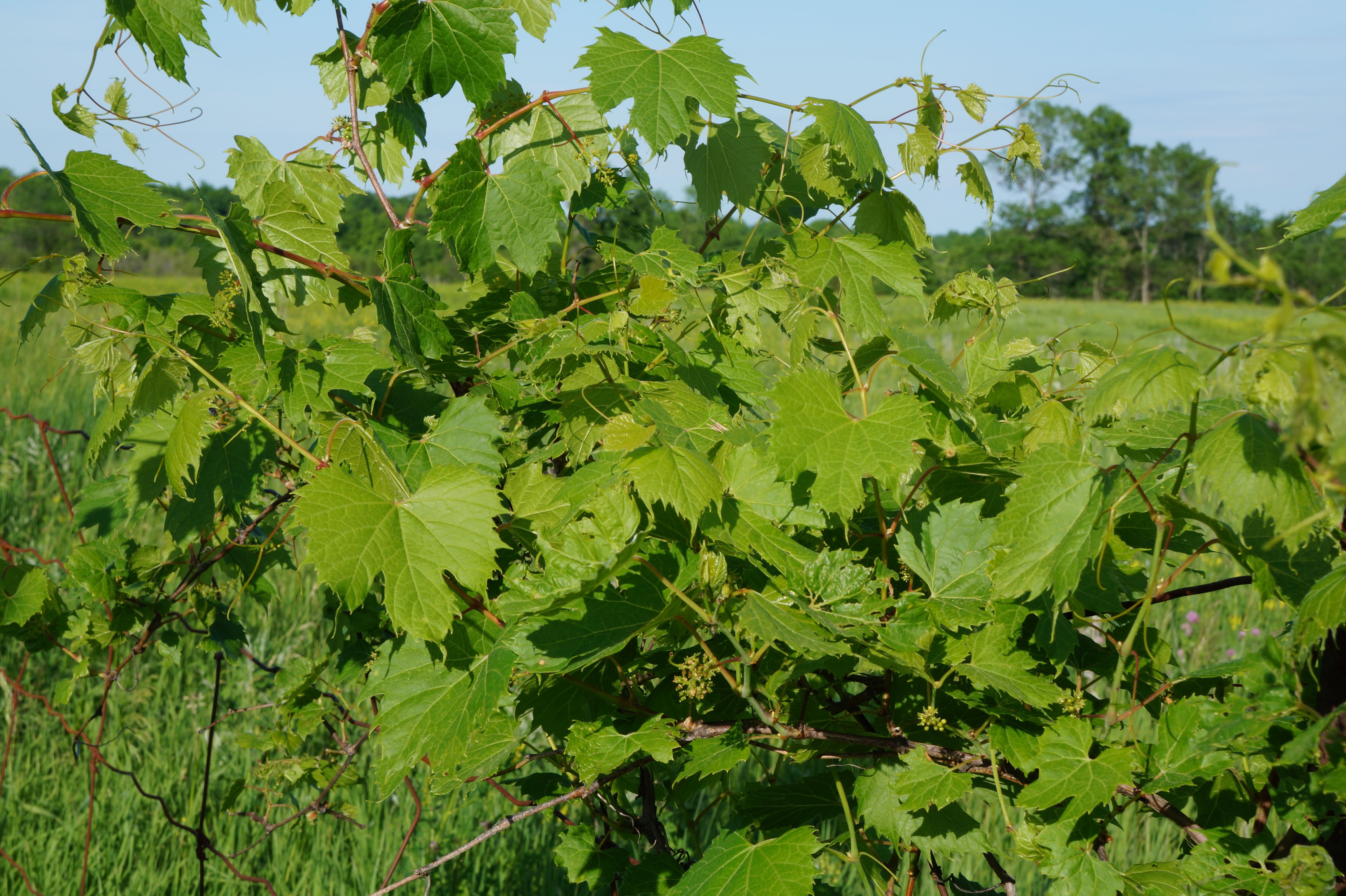 Vine leaf Wallpapers Images Photos Pictures Backgrounds