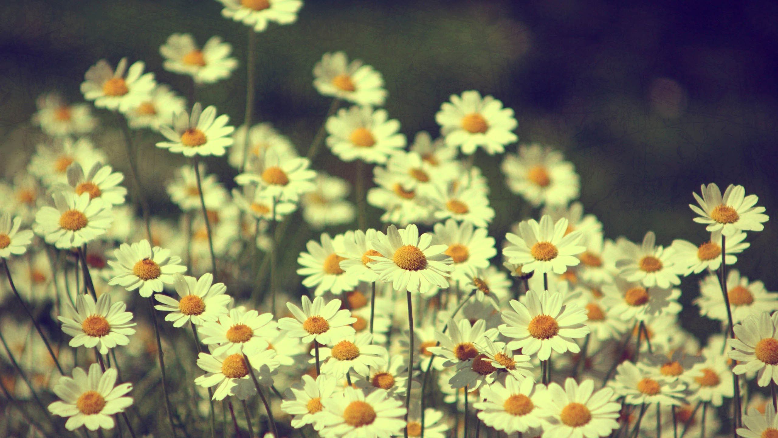 vintage-flowers-wallpapers-images-photos-pictures-backgrounds