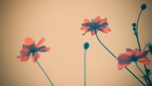 Vintage Flowers Wallpapers And Backgrounds