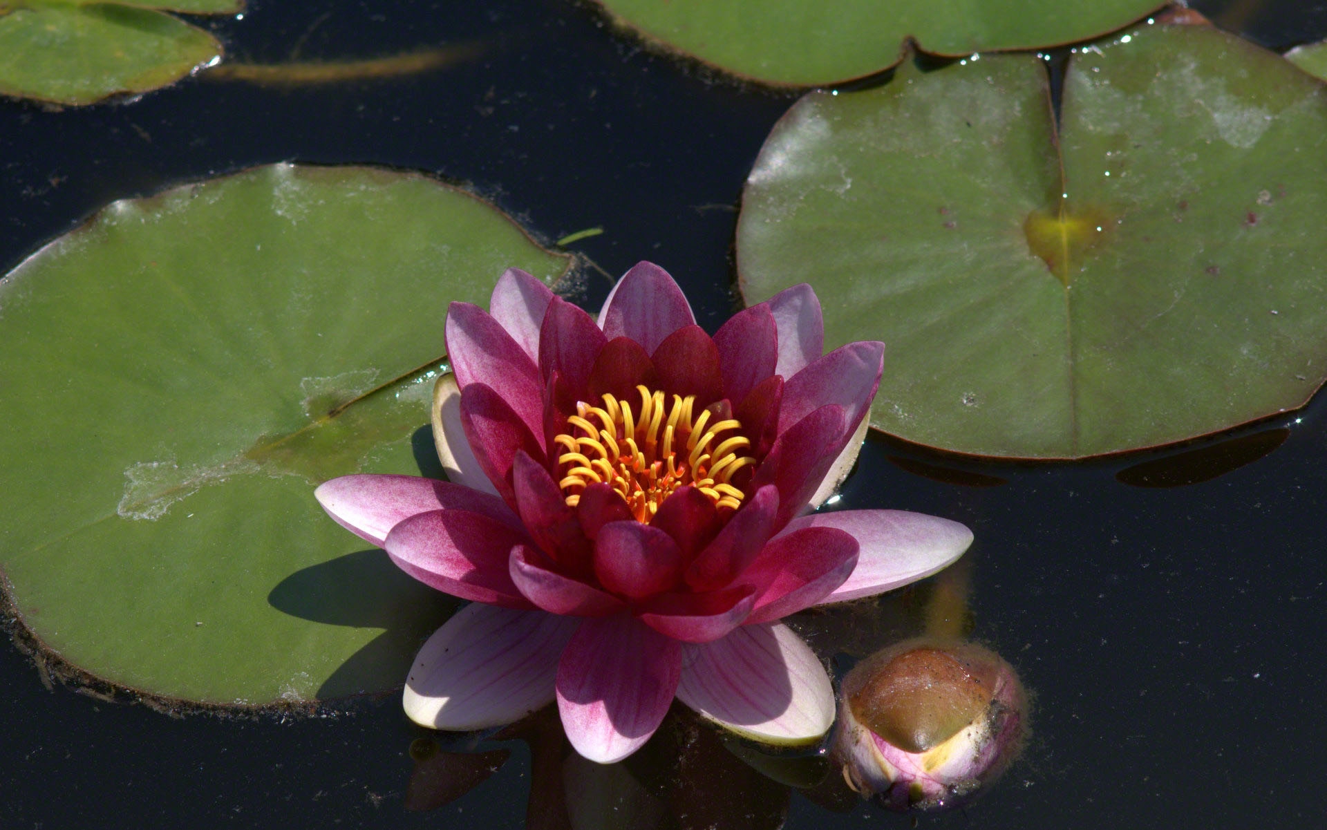 Water Lily 4k