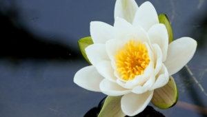 Water Lily Computer Backgrounds