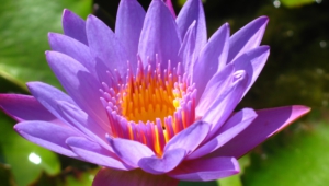 Water Lily Desktop Images
