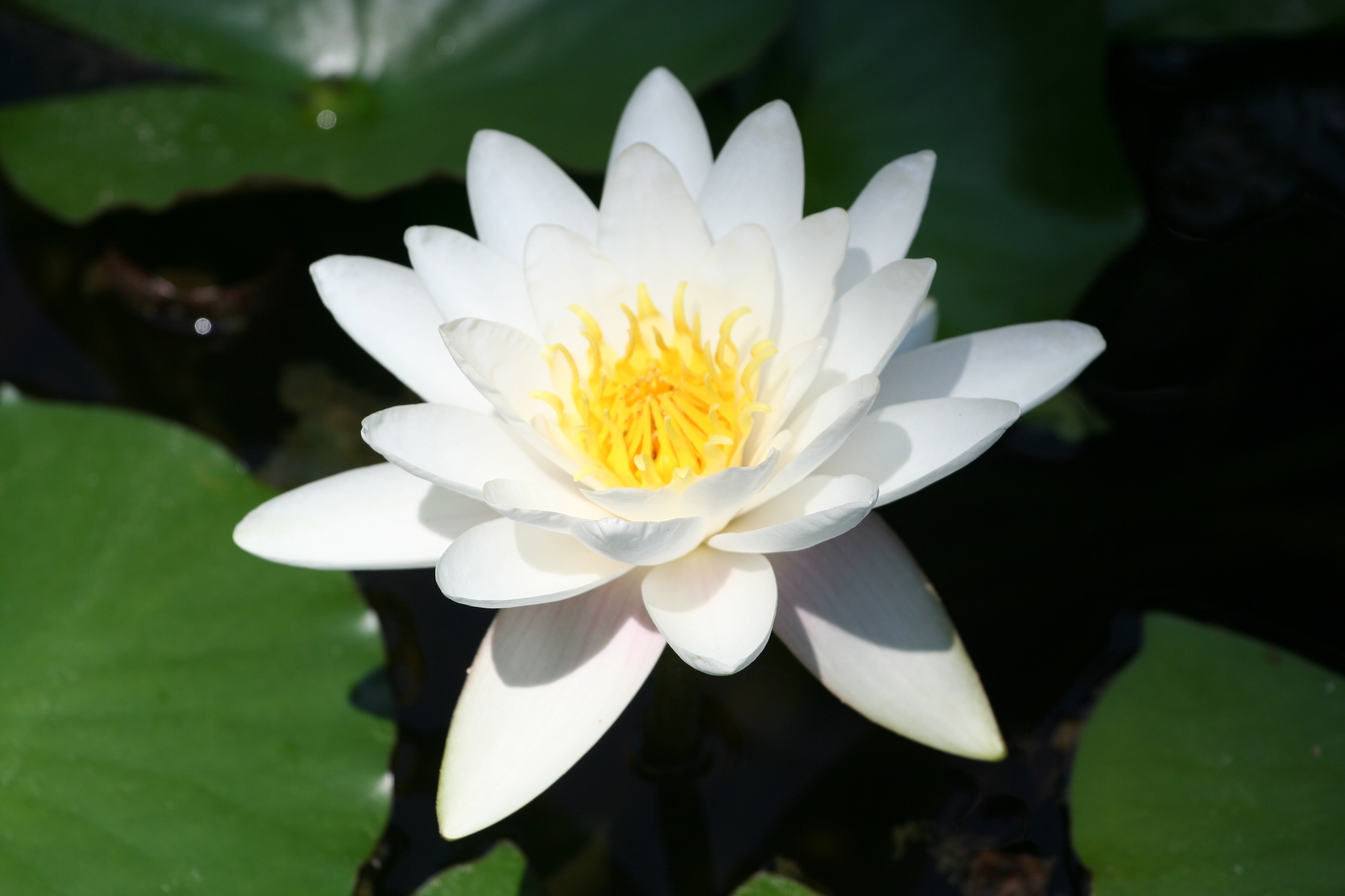 The meaning and symbolism of the word - «Lily»