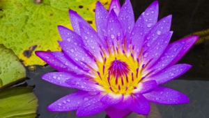 Water Lily Free Hd Wallpapers