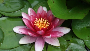Water Lily Hd