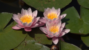 Water Lily Hd Background