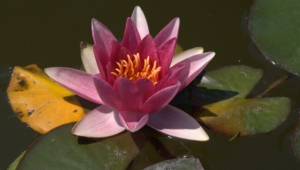Water Lily High Definition Wallpapers