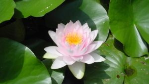 Water Lily Photos