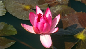 Water Lily Pics