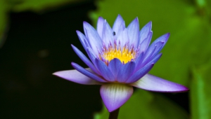 Water Lily Wallpapers Hd