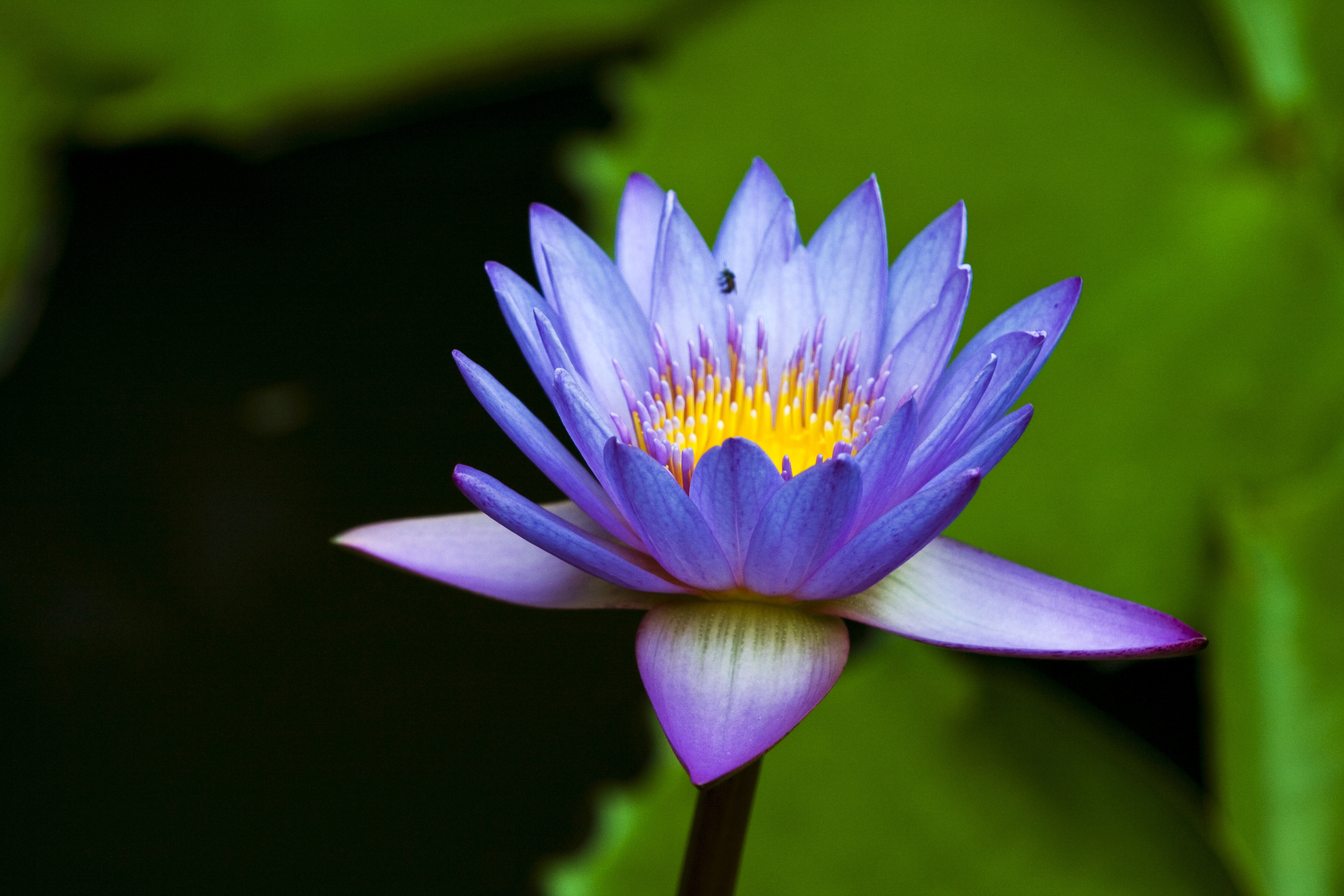 Water Lily Hd Wallpapers