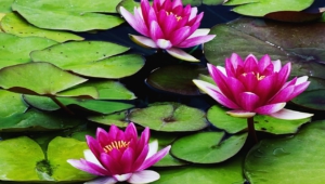 Water Lily Wallpapers And Backgrounds