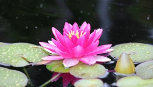 Water Lily Widescreen