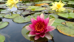 Water Lily For Desktop