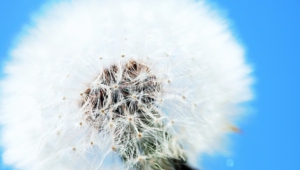 White Dandelion Download Free Backgrounds Hd