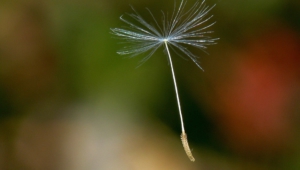 White Dandelion High Quality Wallpapers