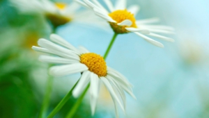 White Flowers Desktop Wallpaper