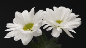 White Flowers Free Hd Wallpapers