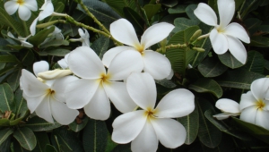White Flowers Images
