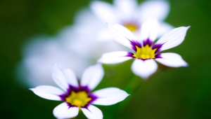 White Flowers Wallpapers Hq