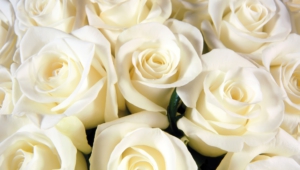 White Rose 4k