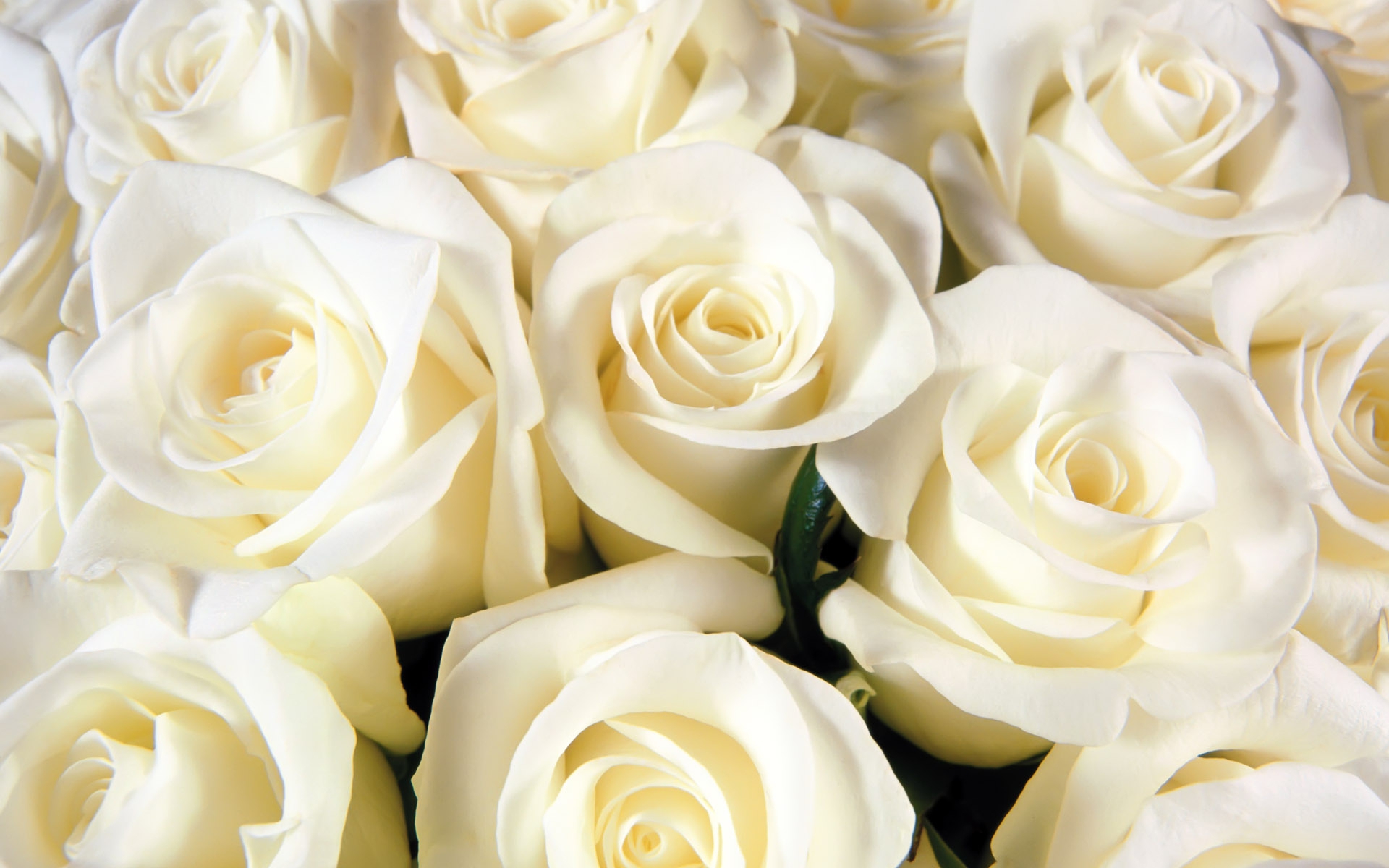 What Does It Mean To See White Roses In A Dream