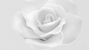 White Rose Hd