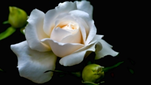 White Rose Pictures