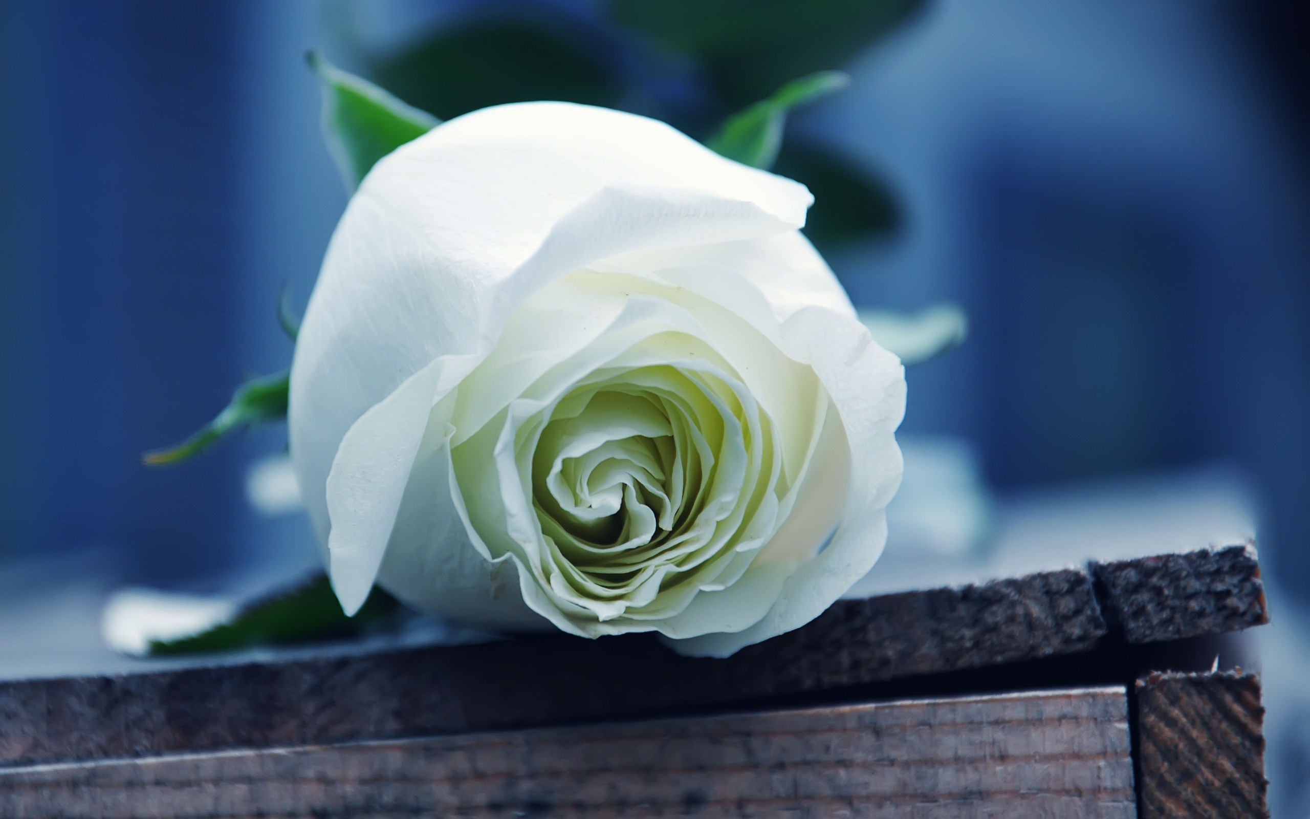 White Rose Wallpapers Images Photos Pictures Backgrounds