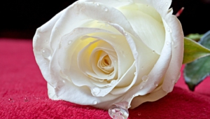White Rose Wallpapers Hd