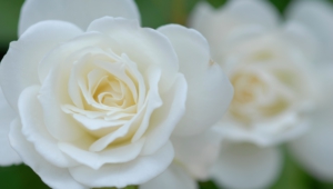 White Rose Wallpapers Hq
