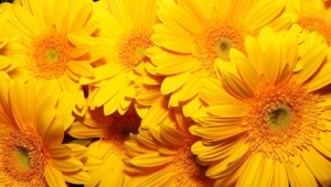 Yellow Flowers 4k