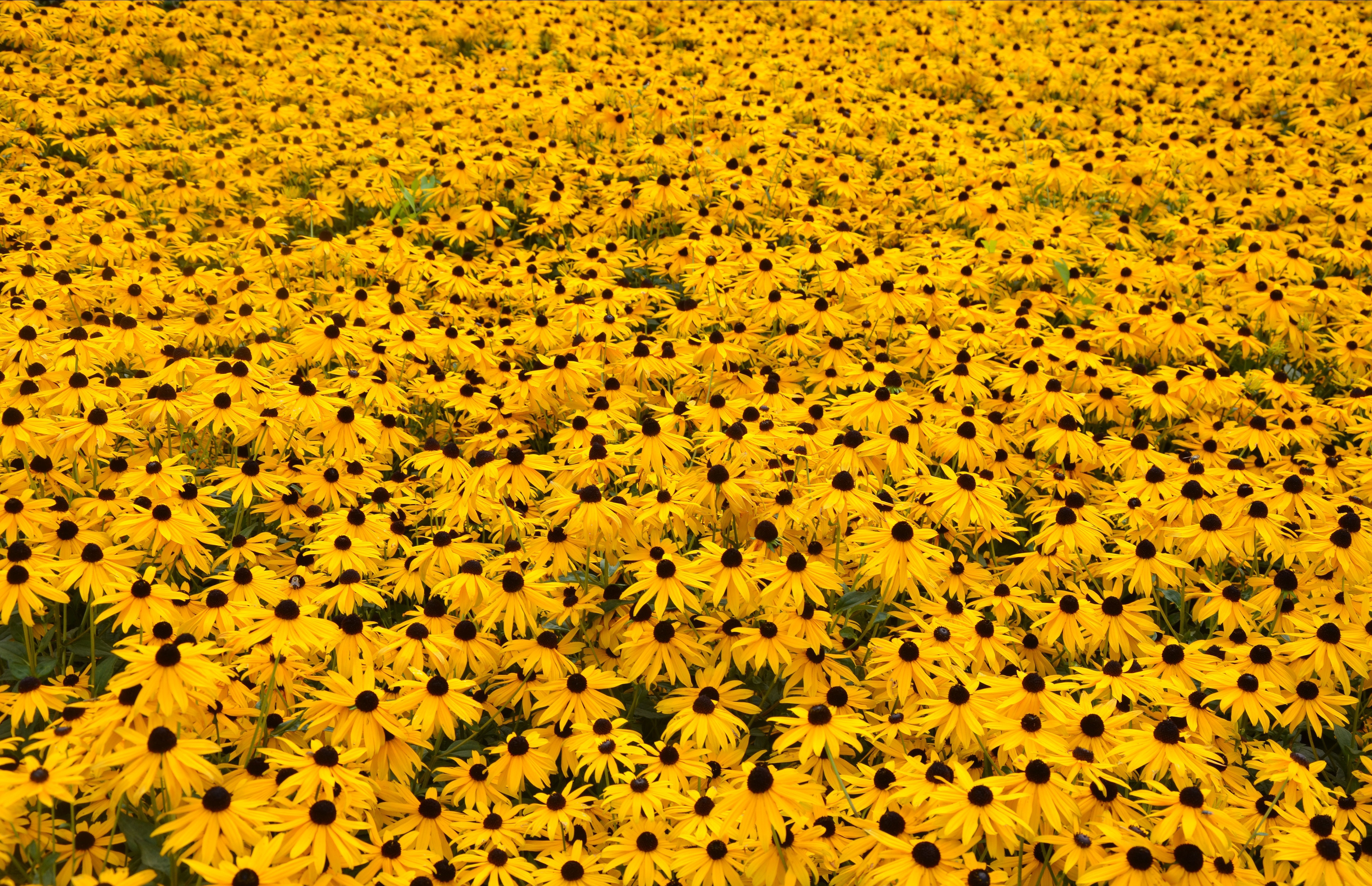 Download Yellow Flowers Wallpapers Images Photos Pictures Backgrounds