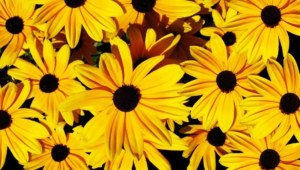 Yellow Flowers Hd