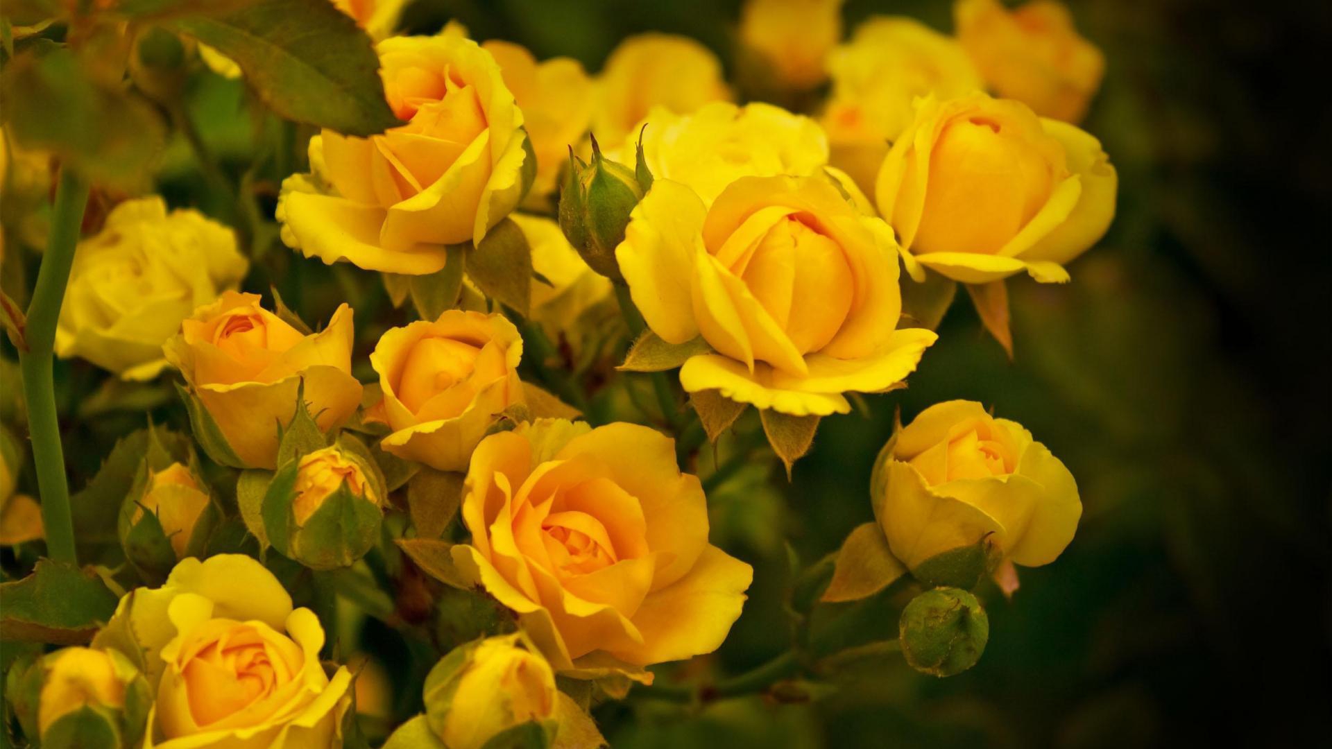 Download Yellow Flowers Wallpapers Images Photos Pictures Backgrounds