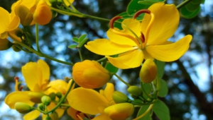 Yellow Flowers High Definition Wallpapers