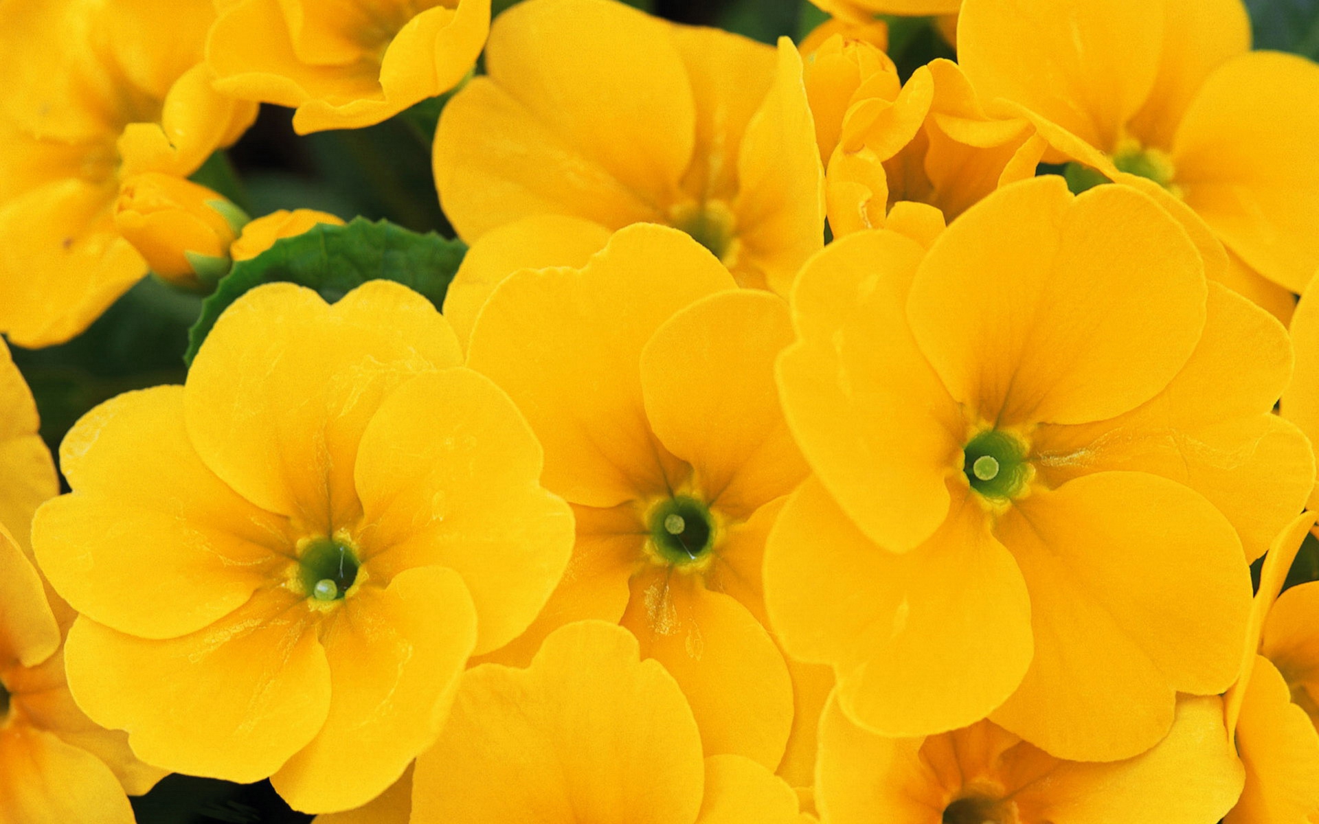 Yellow Flowers Wallpapers Hq