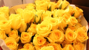 Yellow Rose High Definition Wallpapers