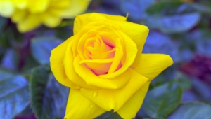 Yellow Rose Wallpapers Hd